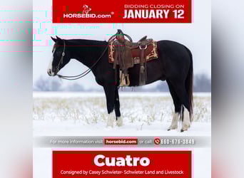 Caballo cuarto de milla, Caballo castrado, 4 años, 152 cm