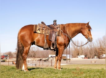 Caballo cuarto de milla, Caballo castrado, 4 años, 152 cm