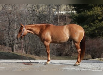 Caballo cuarto de milla, Caballo castrado, 4 años, 152 cm, Red Dun/Cervuno