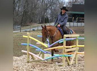 Caballo cuarto de milla, Caballo castrado, 4 años, 152 cm, Red Dun/Cervuno