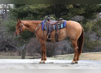 Caballo cuarto de milla, Caballo castrado, 4 años, 152 cm, Red Dun/Cervuno