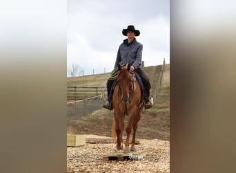 Caballo cuarto de milla, Caballo castrado, 4 años, 152 cm, Red Dun/Cervuno