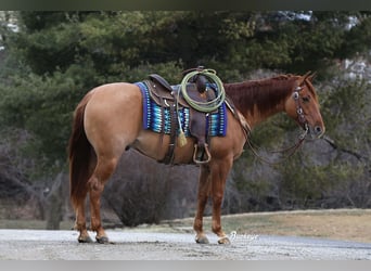 Caballo cuarto de milla, Caballo castrado, 4 años, 152 cm, Red Dun/Cervuno
