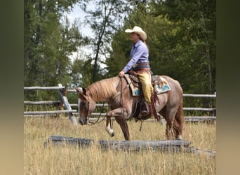 Caballo cuarto de milla, Caballo castrado, 4 años, 152 cm, Ruano alazán