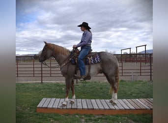 Caballo cuarto de milla, Caballo castrado, 4 años, 152 cm, Ruano alazán
