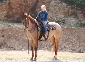 Caballo cuarto de milla, Caballo castrado, 4 años, 152 cm, Ruano alazán