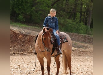 Caballo cuarto de milla, Caballo castrado, 4 años, 152 cm, Ruano alazán