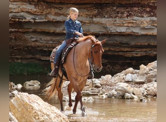 Caballo cuarto de milla, Caballo castrado, 4 años, 152 cm, Ruano alazán
