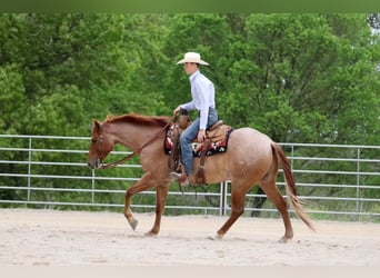Caballo cuarto de milla, Caballo castrado, 4 años, 152 cm, Ruano alazán
