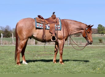 Caballo cuarto de milla, Caballo castrado, 4 años, 152 cm, Ruano alazán