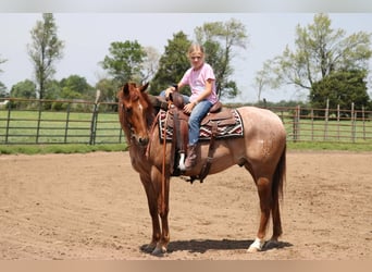 Caballo cuarto de milla, Caballo castrado, 4 años, 152 cm, Ruano alazán