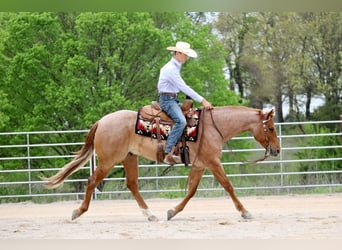 Caballo cuarto de milla, Caballo castrado, 4 años, 152 cm, Ruano alazán
