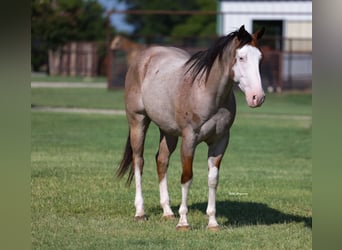 Caballo cuarto de milla, Caballo castrado, 4 años, 152 cm, Ruano alazán