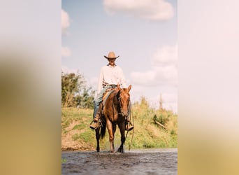 Caballo cuarto de milla, Caballo castrado, 4 años, 152 cm, Ruano alazán