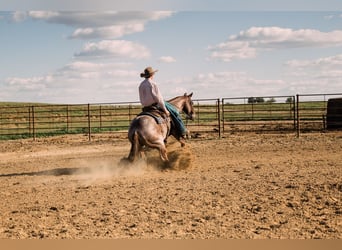 Caballo cuarto de milla, Caballo castrado, 4 años, 152 cm, Ruano alazán