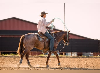 Caballo cuarto de milla, Caballo castrado, 4 años, 152 cm, Ruano alazán