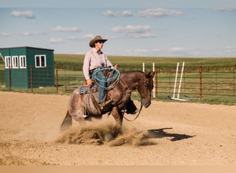 Caballo cuarto de milla, Caballo castrado, 4 años, 152 cm, Ruano alazán