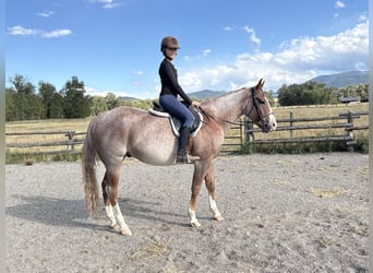 Caballo cuarto de milla, Caballo castrado, 4 años, 152 cm, Ruano alazán