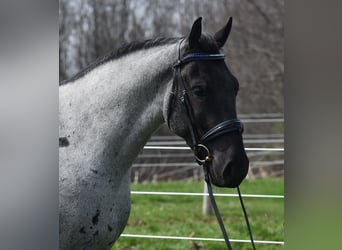 Caballo cuarto de milla Mestizo, Caballo castrado, 4 años, 152 cm, Ruano azulado