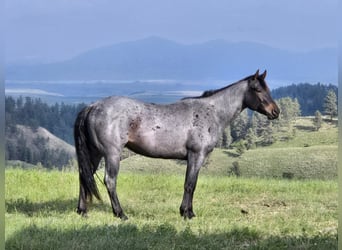 Caballo cuarto de milla, Caballo castrado, 4 años, 152 cm, Ruano azulado