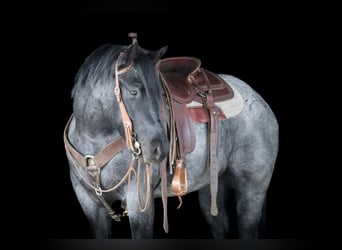 Caballo cuarto de milla, Caballo castrado, 4 años, 152 cm, Ruano azulado