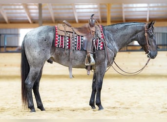 Caballo cuarto de milla, Caballo castrado, 4 años, 152 cm, Ruano azulado
