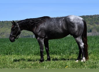 Caballo cuarto de milla, Caballo castrado, 4 años, 152 cm, Ruano azulado