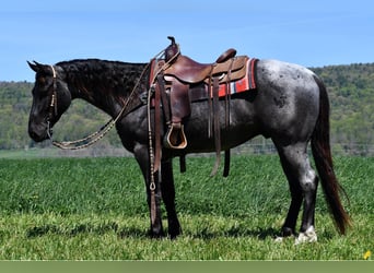 Caballo cuarto de milla, Caballo castrado, 4 años, 152 cm, Ruano azulado