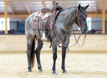 Caballo cuarto de milla, Caballo castrado, 4 años, 152 cm, Ruano azulado