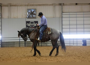 Caballo cuarto de milla, Caballo castrado, 4 años, 152 cm, Ruano azulado
