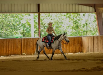 Caballo cuarto de milla, Caballo castrado, 4 años, 152 cm, Tordo