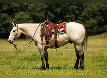 Caballo cuarto de milla, Caballo castrado, 4 años, 152 cm, Tordo