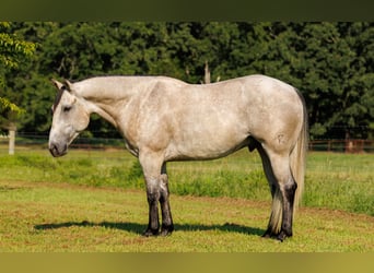 Caballo cuarto de milla, Caballo castrado, 4 años, 152 cm, Tordo