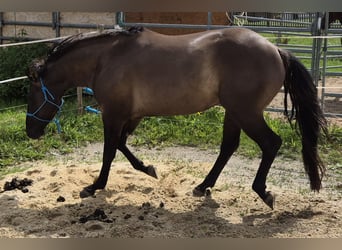 Caballo cuarto de milla, Caballo castrado, 4 años, 154 cm, Grullo