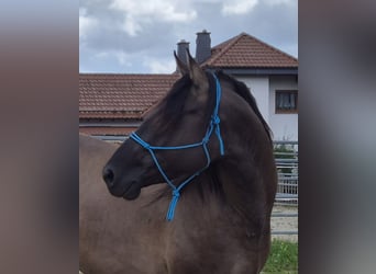 Caballo cuarto de milla, Caballo castrado, 4 años, 154 cm, Grullo