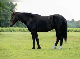 Caballo cuarto de milla, Caballo castrado, 4 años, 155 cm