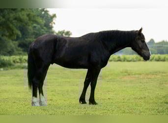 Caballo cuarto de milla, Caballo castrado, 4 años, 155 cm