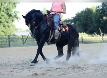 Caballo cuarto de milla, Caballo castrado, 4 años, 155 cm