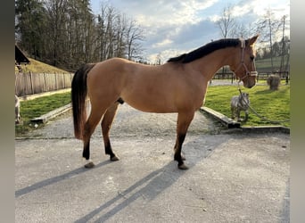 Caballo cuarto de milla, Caballo castrado, 4 años, 155 cm, Castaño claro