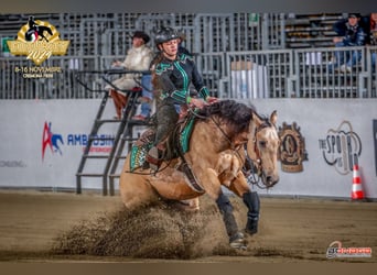 Caballo cuarto de milla, Caballo castrado, 4 años, 155 cm, Castaño claro