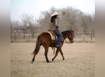 Caballo cuarto de milla, Caballo castrado, 4 años, 155 cm, Castaño rojizo