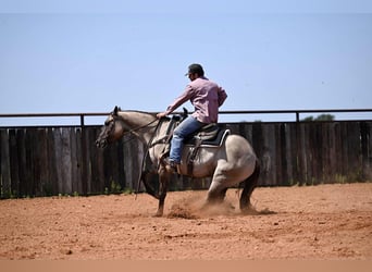 Caballo cuarto de milla, Caballo castrado, 4 años, 155 cm, Grullo