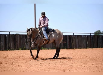 Caballo cuarto de milla, Caballo castrado, 4 años, 155 cm, Grullo