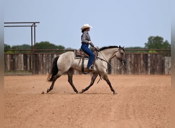 Caballo cuarto de milla, Caballo castrado, 4 años, 155 cm, Grullo