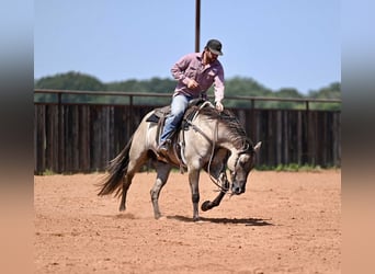 Caballo cuarto de milla, Caballo castrado, 4 años, 155 cm, Grullo
