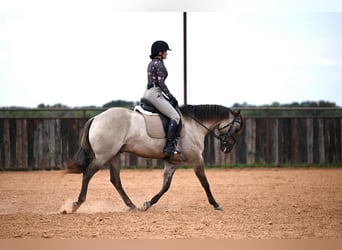Caballo cuarto de milla, Caballo castrado, 4 años, 155 cm, Grullo