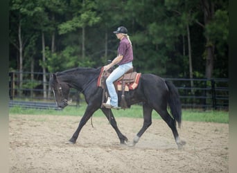 Caballo cuarto de milla, Caballo castrado, 4 años, 155 cm, Negro