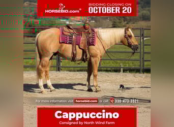 Caballo cuarto de milla, Caballo castrado, 4 años, 155 cm, Palomino