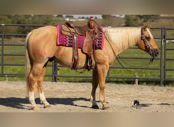 Caballo cuarto de milla, Caballo castrado, 4 años, 155 cm, Palomino