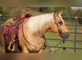 Caballo cuarto de milla, Caballo castrado, 4 años, 155 cm, Palomino